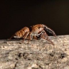 Unidentified Spider (Araneae) at Mulligans Flat - 8 Apr 2021 by Roger