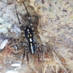 Nyssus albopunctatus (White-spotted swift spider) at Dunlop, ACT - 8 Apr 2021 by tpreston