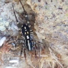 Nyssus coloripes at Dunlop Grasslands - 8 Apr 2021