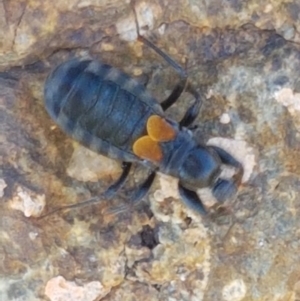 Peirates sp. (genus) at Dunlop, ACT - 8 Apr 2021