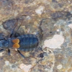 Peirates sp. (genus) at Dunlop, ACT - 8 Apr 2021 02:18 PM