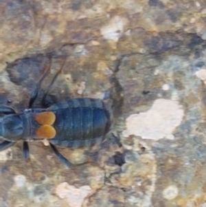 Peirates sp. (genus) at Dunlop, ACT - 8 Apr 2021