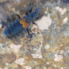 Peirates sp. (genus) at Dunlop, ACT - 8 Apr 2021