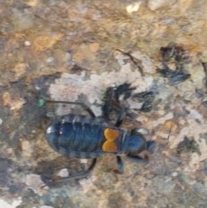 Peirates sp. (genus) at Dunlop, ACT - 8 Apr 2021