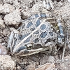 Limnodynastes tasmaniensis (Spotted Grass Frog) at Dunlop Grasslands - 8 Apr 2021 by trevorpreston