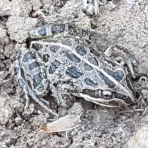 Limnodynastes tasmaniensis at Fraser, ACT - 8 Apr 2021