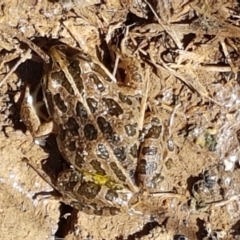 Limnodynastes tasmaniensis at Fraser, ACT - 8 Apr 2021