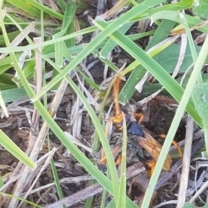 Cryptocheilus sp. (genus) at Dunlop, ACT - 8 Apr 2021