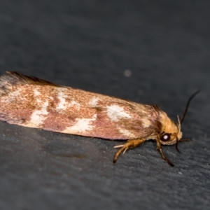 Palimmeces habrophanes at Melba, ACT - 1 Mar 2021 09:37 AM