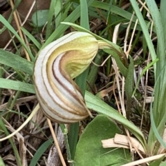 Diplodium truncatum (Little Dumpies, Brittle Greenhood) at Bruce, ACT - 16 Mar 2021 by JVR