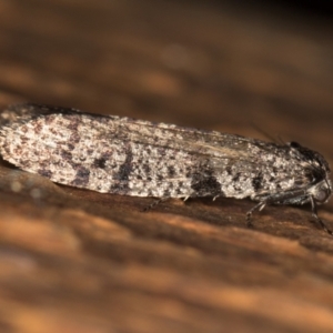 Lepidoscia adelopis, annosella and similar species at Melba, ACT - 1 Mar 2021 09:42 AM