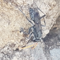 Pompilidae (family) (Unidentified Spider wasp) at Dunlop Grasslands - 8 Apr 2021 by trevorpreston