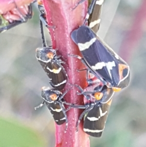 Eurymeloides pulchra at Dunlop, ACT - 8 Apr 2021