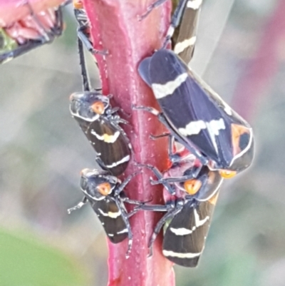 Eurymeloides pulchra (Gumtree hopper) at Dunlop, ACT - 8 Apr 2021 by trevorpreston