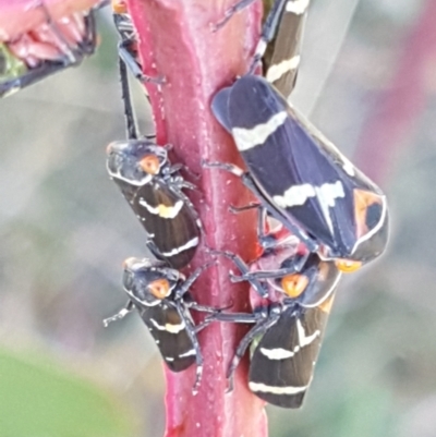 Eurymeloides pulchra (Gumtree hopper) at Dunlop, ACT - 8 Apr 2021 by tpreston