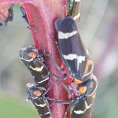 Eurymeloides pulchra at Dunlop, ACT - 8 Apr 2021