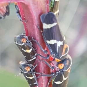 Eurymeloides pulchra at Dunlop, ACT - 8 Apr 2021