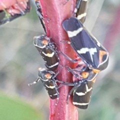 Eurymeloides pulchra at Dunlop, ACT - 8 Apr 2021