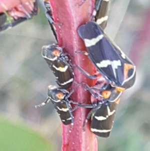 Eurymeloides pulchra at Dunlop, ACT - 8 Apr 2021