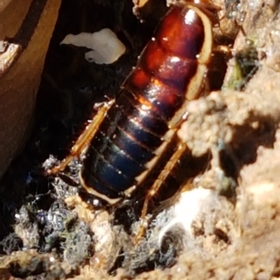 Melanozosteria dookiensis (Dookie woodland cockroach) at Dunlop, ACT - 8 Apr 2021 by tpreston