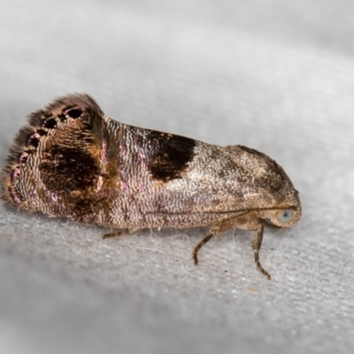 Eupselia beatella (Hypertrophidae) at Melba, ACT - 1 Mar 2021 by Bron