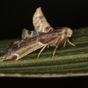 Pyralis farinalis at Melba, ACT - 1 Mar 2021 01:43 PM