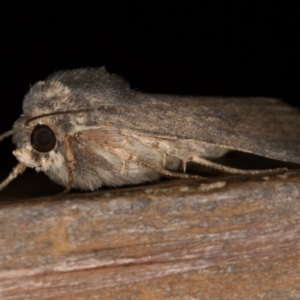 Proteuxoa unidentified species (MoV sp.21) at Melba, ACT - 1 Mar 2021 01:39 PM