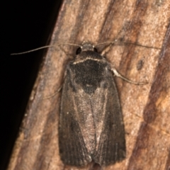 Proteuxoa unidentified species (MoV sp.21) at Melba, ACT - 1 Mar 2021 01:39 PM