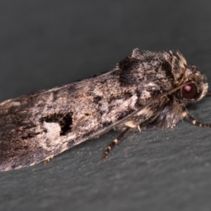 Thoracolopha verecunda at Melba, ACT - 1 Mar 2021 01:40 PM