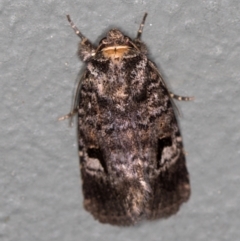 Thoracolopha verecunda at Melba, ACT - 1 Mar 2021