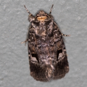 Thoracolopha verecunda at Melba, ACT - 1 Mar 2021 01:40 PM