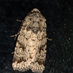 Proteuxoa capularis (Half-moon Noctuid) at Melba, ACT - 1 Mar 2021 by Bron