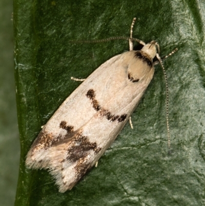 Compsotropha strophiella (A Concealer moth) at Melba, ACT - 1 Mar 2021 by Bron