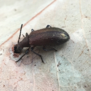 Lagriini sp. (tribe) at Acton, ACT - 8 Apr 2021 09:08 AM