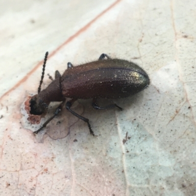 Lagriini sp. (tribe) (Unidentified lagriine darkling beetle) at Acton, ACT - 7 Apr 2021 by Ned_Johnston