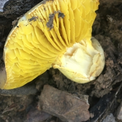 Phylloporus sp. (Phylloporus sp.) at Acton, ACT - 7 Apr 2021 by Ned_Johnston