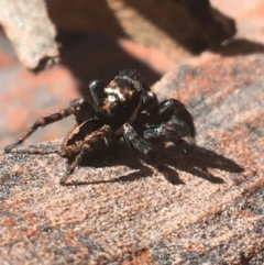 Jotus auripes (Jumping spider) at Acton, ACT - 8 Apr 2021 by NedJohnston