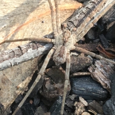 Argoctenus sp. (genus) (Wandering ghost spider) at Acton, ACT - 7 Apr 2021 by NedJohnston