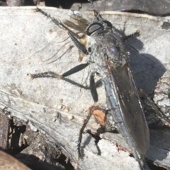 Cerdistus sp. (genus) (Yellow Slender Robber Fly) at Downer, ACT - 7 Apr 2021 by Ned_Johnston