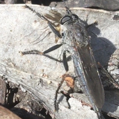 Cerdistus sp. (genus) (Slender Robber Fly) at Downer, ACT - 7 Apr 2021 by Ned_Johnston