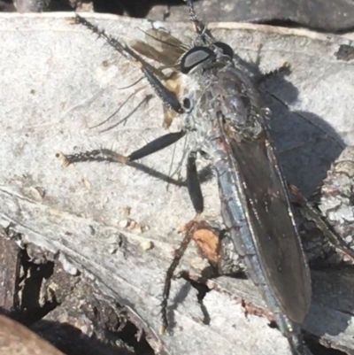 Cerdistus sp. (genus) (Yellow Slender Robber Fly) at Downer, ACT - 7 Apr 2021 by Ned_Johnston