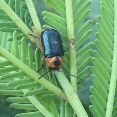 Aporocera (Aporocera) consors (A leaf beetle) at O'Connor, ACT - 7 Apr 2021 by Ned_Johnston