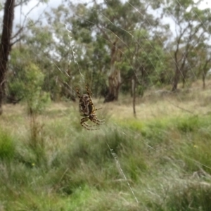 Plebs eburnus at Lake George, NSW - 7 Apr 2021