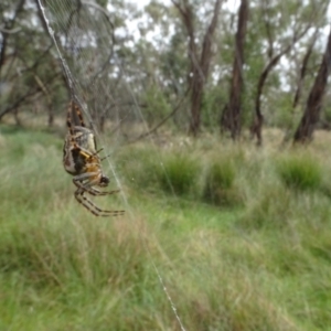 Plebs eburnus at Lake George, NSW - 7 Apr 2021 12:51 PM