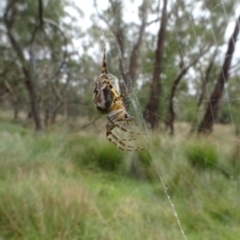 Plebs eburnus at Lake George, NSW - 7 Apr 2021 12:51 PM