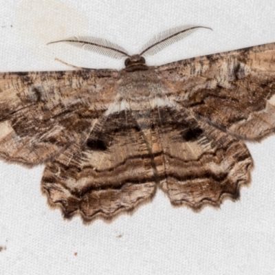 Scioglyptis lyciaria (White-patch Bark Moth) at Melba, ACT - 1 Mar 2021 by Bron