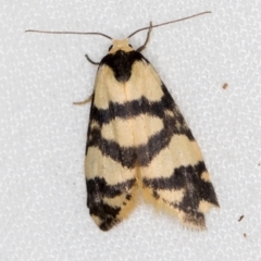 Thallarcha trissomochla (Yellow Crossed Footman) at Melba, ACT - 2 Mar 2021 by Bron