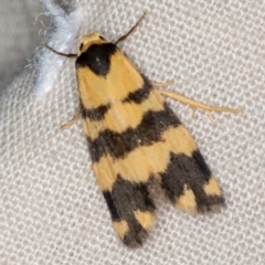 Thallarcha partita (Dark-banded Footman) at Melba, ACT - 2 Mar 2021 by Bron