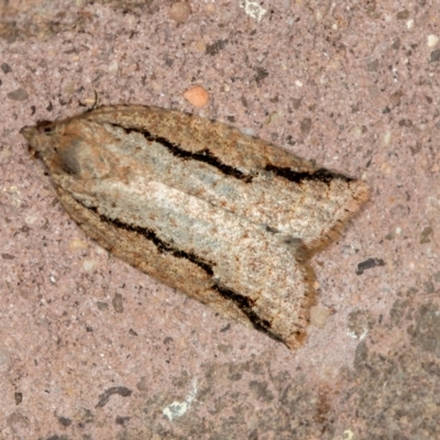 Meritastis undescribed species (A Tortricid moth) at Melba, ACT - 2 Mar 2021 by Bron