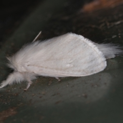Lymantriinae (subfamily) (Unidentified tussock moths) at Melba, ACT - 1 Mar 2021 by Bron